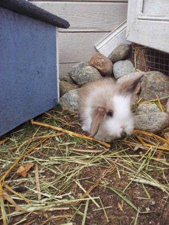 Lisen som unge är i hagen