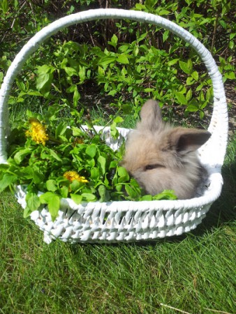 Tyra är så söt i korgen bland allt det gröna och goda.. mumms tycker hon